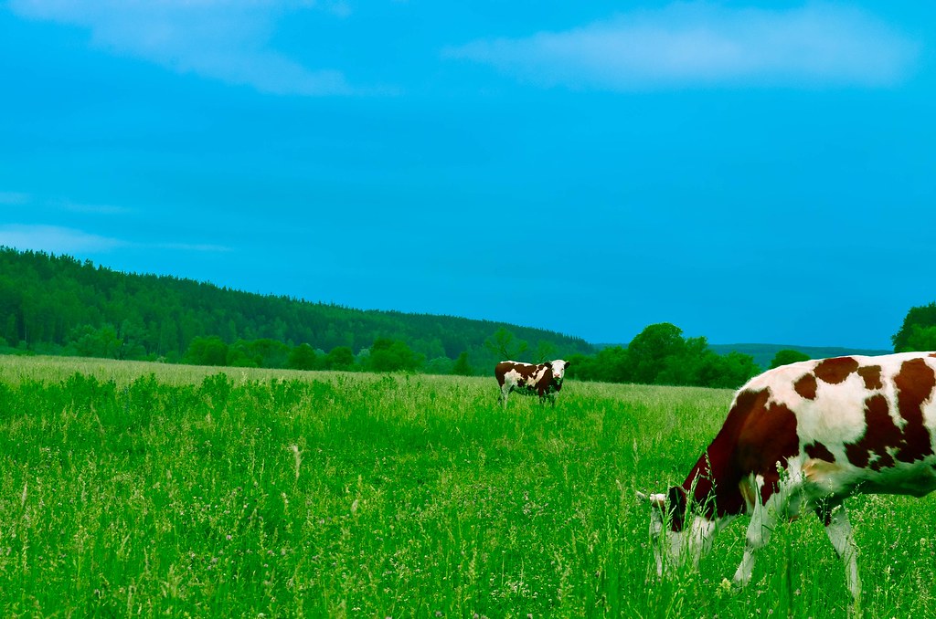 cows-grazing-on-field-against-sky-download-in-description
