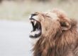 brown lion with white tongue out