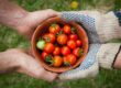 bowl of tomatoes served on person hand